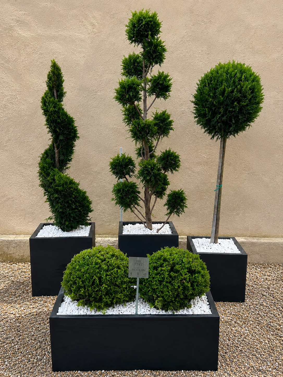 Sculpted topiary in matt black square planters