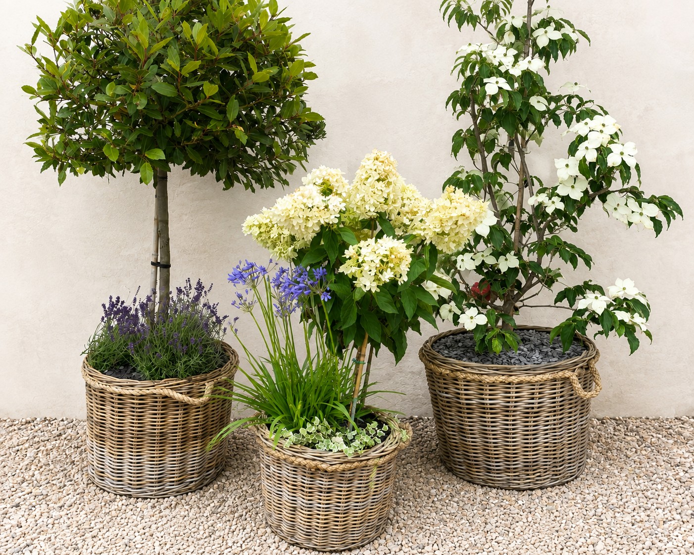 Woven baskets planted with bay, hydrangea and lavender