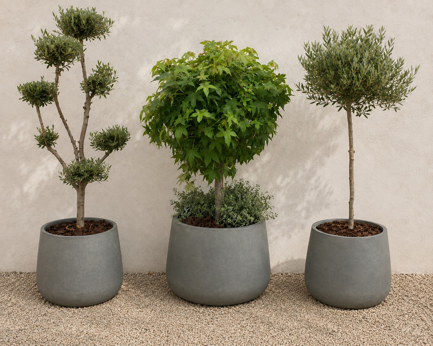 Olive and acer trees in soft stone-toned planters
